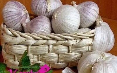 как посадить и вырастить чеснок
