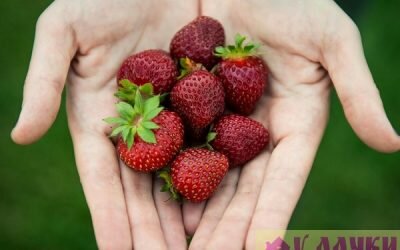 Как ухаживать за клубникой: борьба с сорняками, внесение удобрений