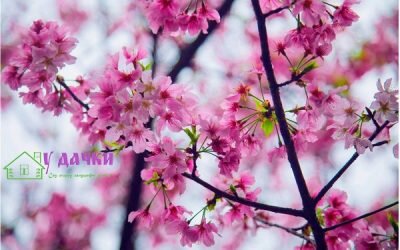 Календарь фаз Луны на 2014 год| Лунные фазы