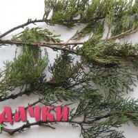 Размножение кипариса и туи черенками и семенами