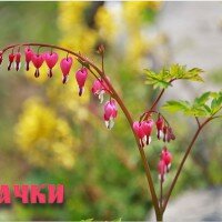заказ саженцев по каталогу