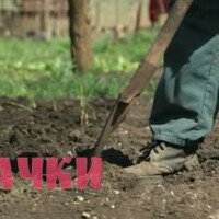 как подготовить картофель к посадке
