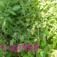 июль дача, огород первый урожай