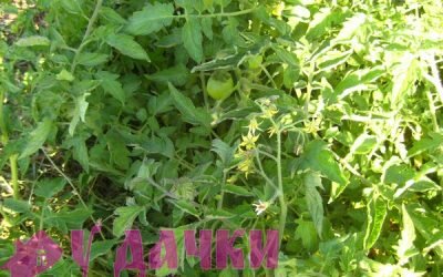 июль дача, огород первый урожай