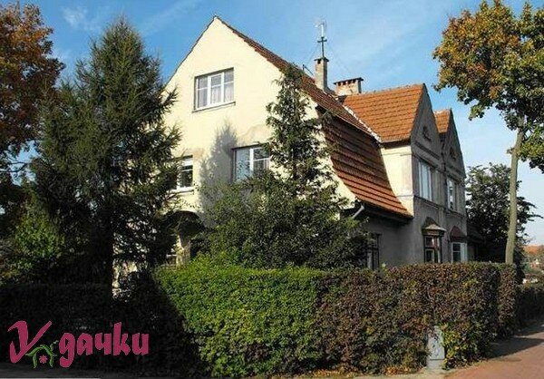 деревья и кустарники зеленая изгородь