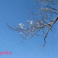 осень, ноябрь, цветы на ткемали