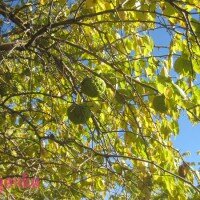 плоды маклюры на дереве