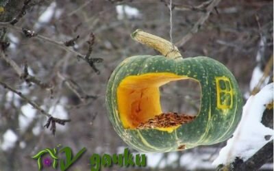 лунный календарь дачника ноябрь