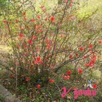 Японская айва хеномелес размножение черенками