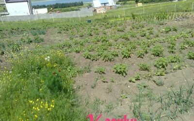 Лунный календарь дачника на июнь 2015 года