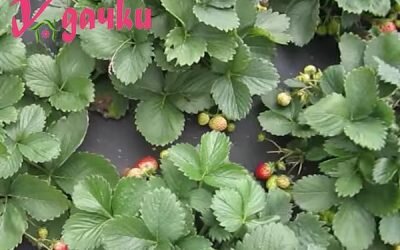 черное агроволокно для мульчи