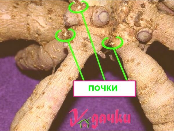Как правильно разделить корень георгина для посадки