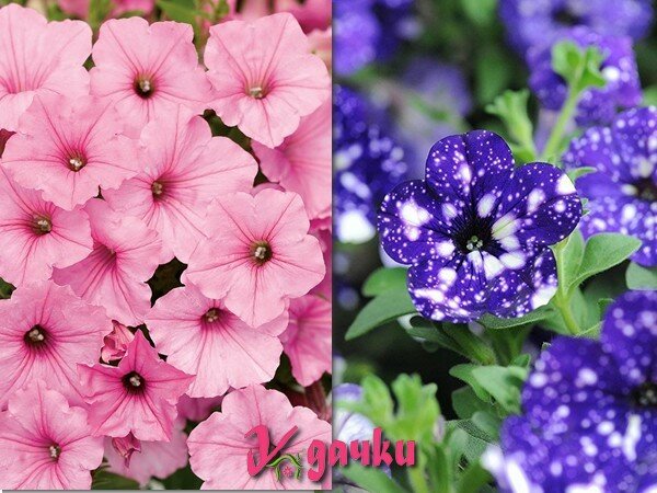 петунии, размножение, условия выращивания, уход