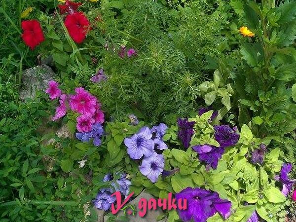 петунии, размножение, условия выращивания, уход
