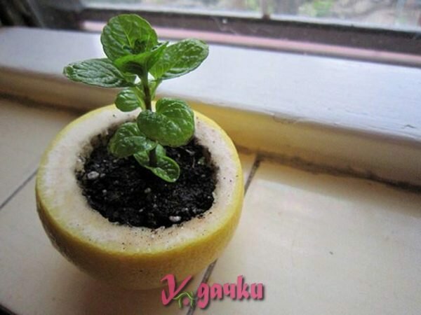 контейнер из цитрусовой корочки