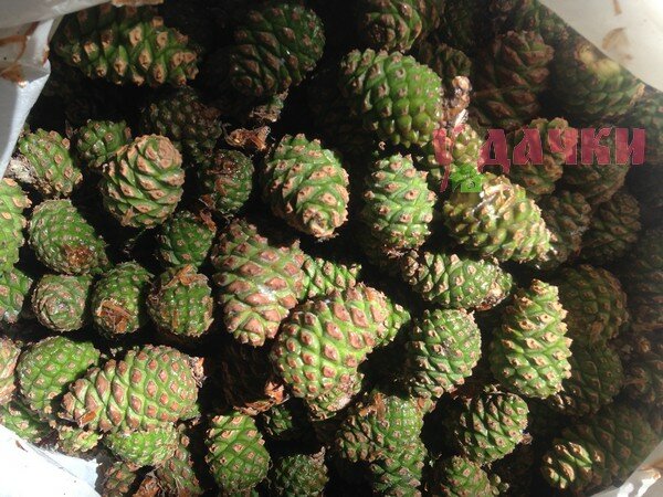 Рецепт варенья из сосновых шишек
