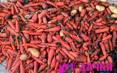 как вырастить хороший урожай моркови